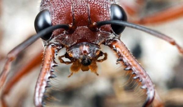 Правда ли, что муравьи не спят всю жизнь?