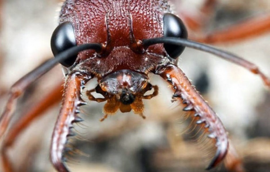 Правда ли, что муравьи не спят всю жизнь?