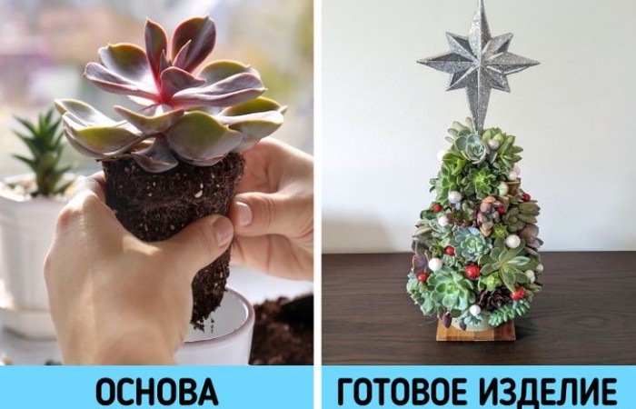 12 растений, которые легко подвинут новогоднюю елочку