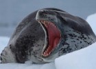 Опасные Животные В Антарктиде