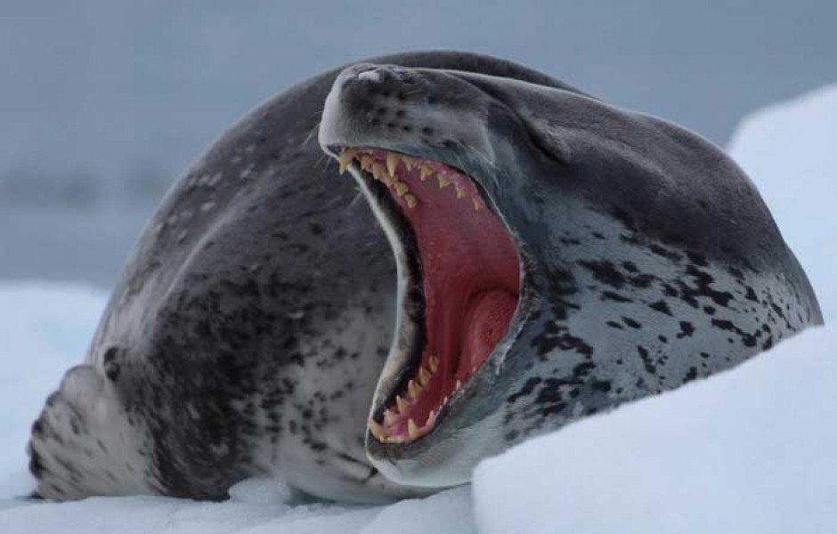 Опасные Животные В Антарктиде