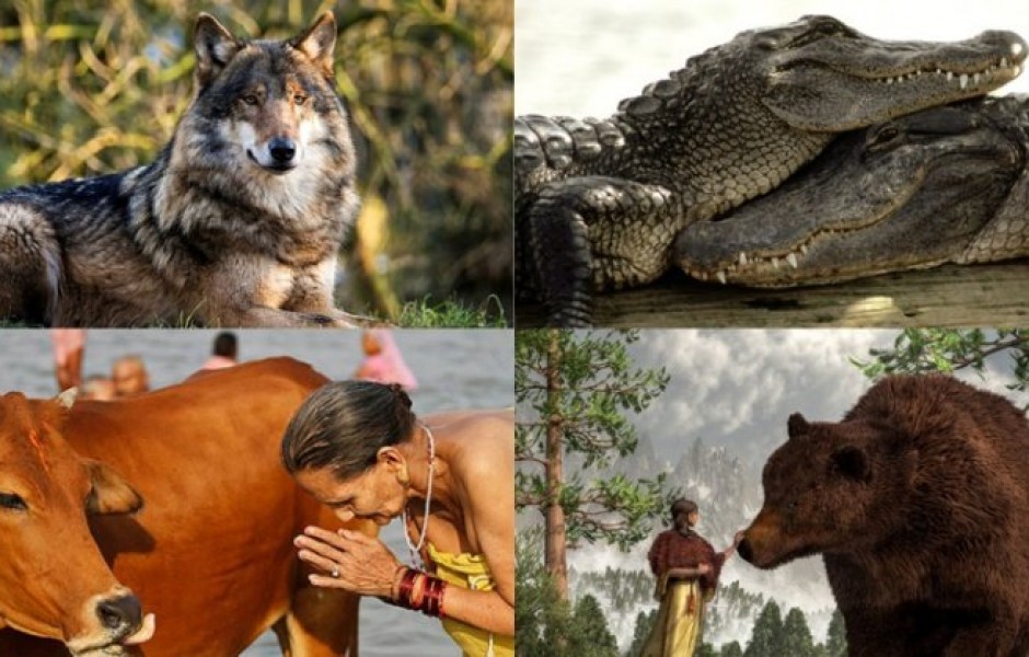 Каких животных почитают в разных уголках мира (23 фото)