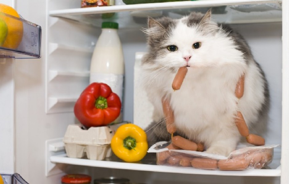 14 фактов о холодильниках (14 фото)