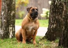 Порода собаки, запрещённая в 14 странах