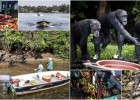 Шимпанзе использовали для экспериментов, а затем бросили на необитаемых островах