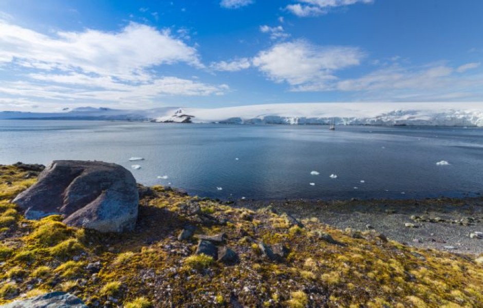 В Антарктиде начался бурный рост растительности