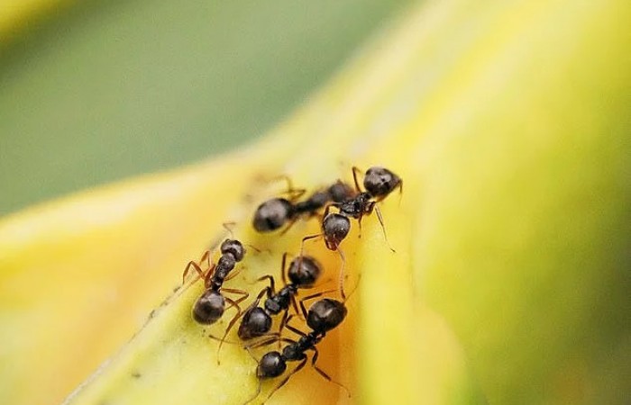 Новое исследование: муравьев можно использовать для обнаружения рака, потому что они могут учуять болезнь, как собаки