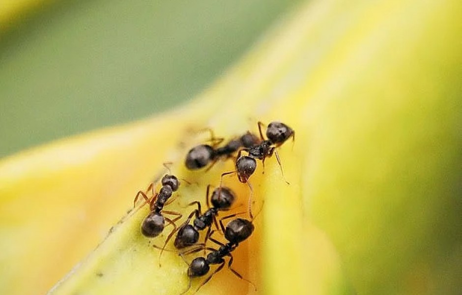 Новое исследование: муравьев можно использовать для обнаружения рака, потому что они могут учуять болезнь, как собаки