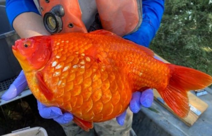 Отъевшиеся золотые рыбки угрожают канадским экосистемам