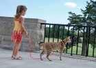 Cамый высокий кот в мире (7 фото)