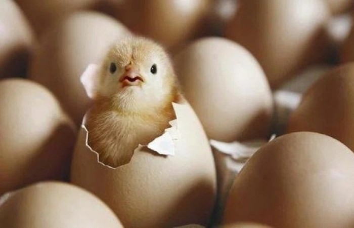 Почему птенцы в яйце не погибают от нехватки кислорода?