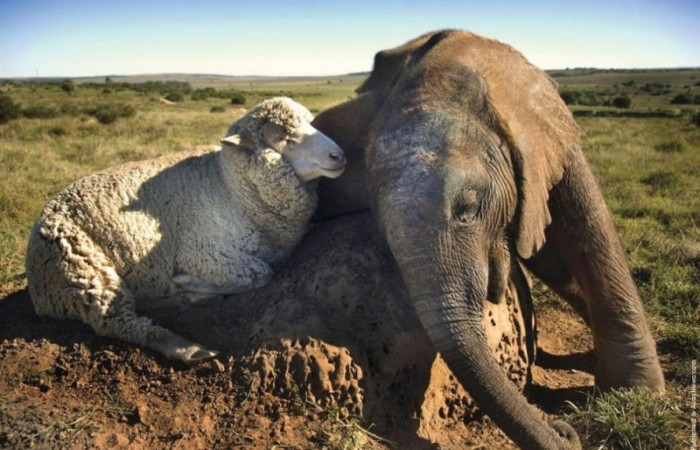 7 примеров необычной дружбы между животными