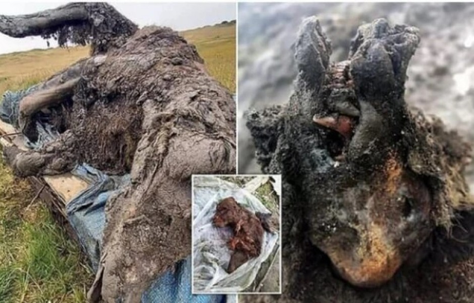 Найден пещерный медведь возрастом 39 тысяч лет
