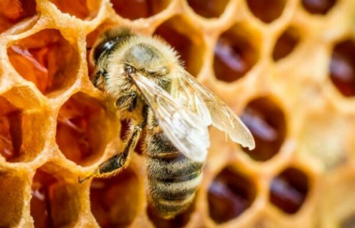 Что такое «пьяный» мед и чем он опасен для человека