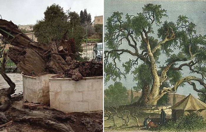 Ждать ли Конца Света после падения 5000-летнего ветхозаветного дуба на подворье русской миссии в Израиле