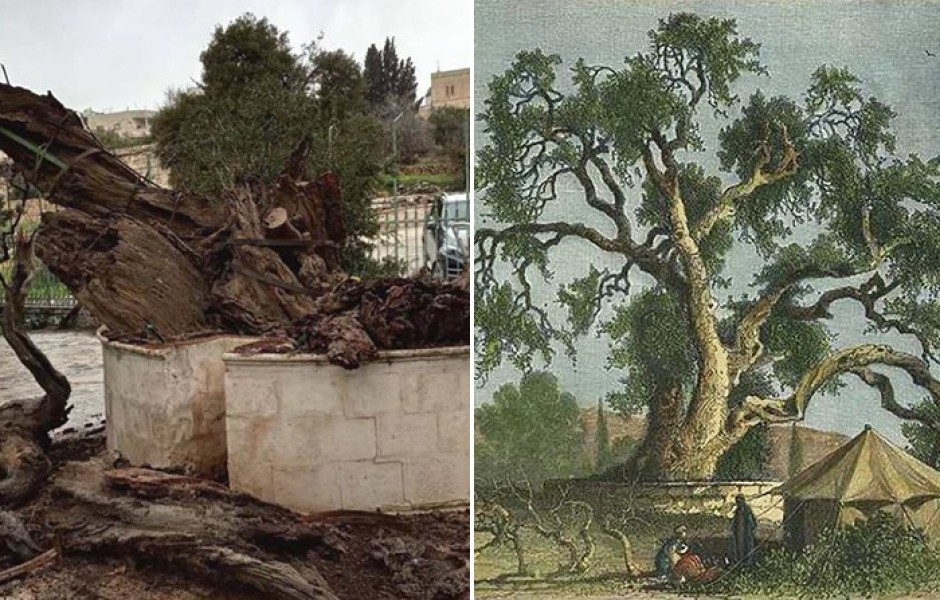 Ждать ли Конца Света после падения 5000-летнего ветхозаветного дуба на подворье русской миссии в Израиле