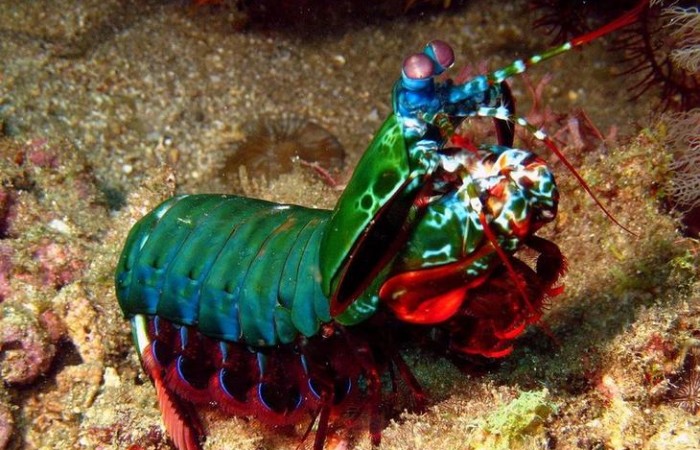 12 самых странных и редких существ, живущих под водой