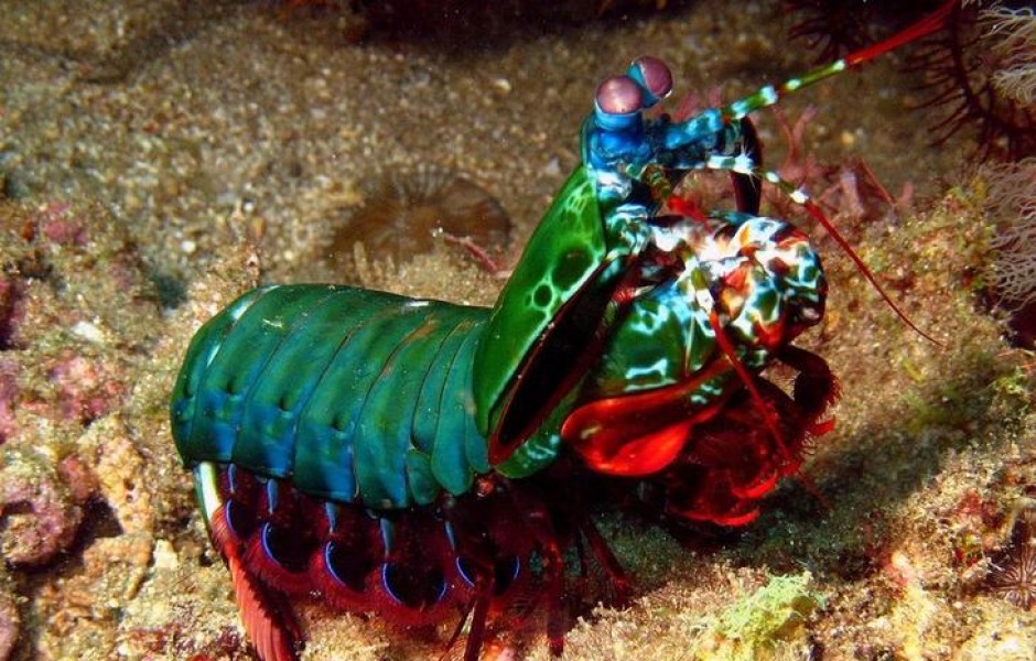 12 самых странных и редких существ, живущих под водой