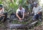 Ученые во Флориде поймали гигантского 220-килограммового питона, который съел оленя целиком