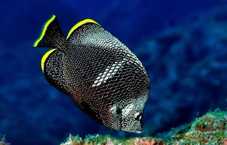 10 самых дорогих аквариумных рыб в мире