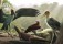 Новые находки помогли ученым уточнить образ жизни гигантского марабу