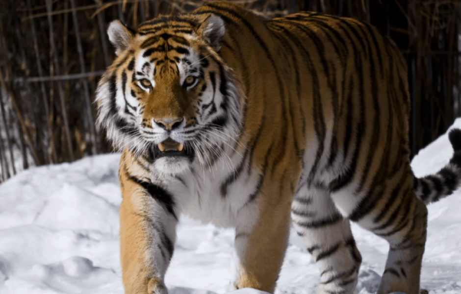 10 самых больших тигров в мире