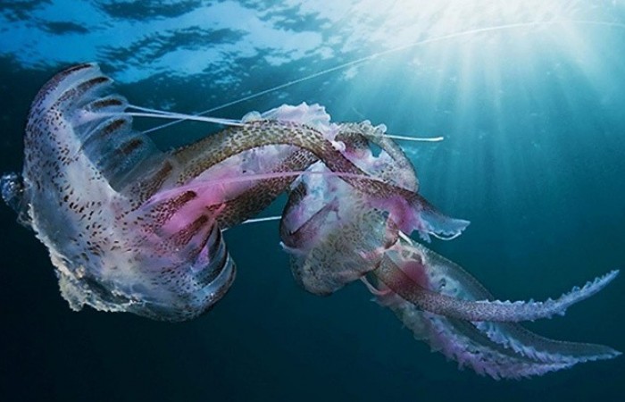 10 самых больших морских медуз в мире