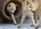 Китайские ученые клонировали арктического волка в рамках 