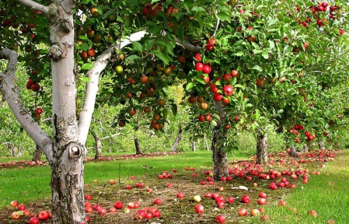 6 основных причин болезней плодовых деревьев