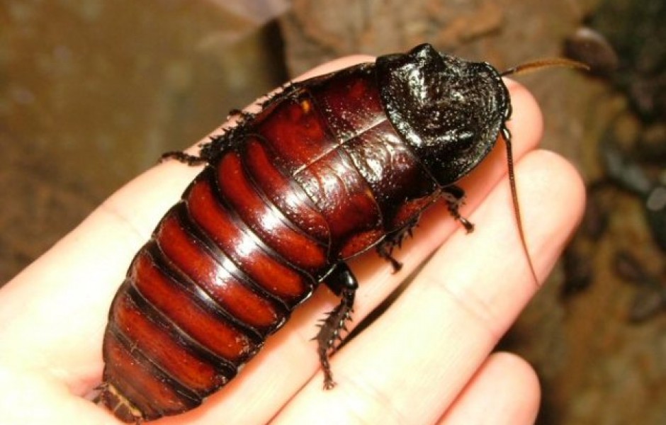 10 интересных фактов о тараканах