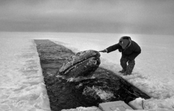 26 октября 1988 года советские моряки спасли семью китов, застрявших близ Аляски