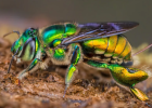 10 самых необычных насекомых в мире