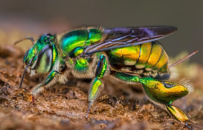 10 самых необычных насекомых в мире