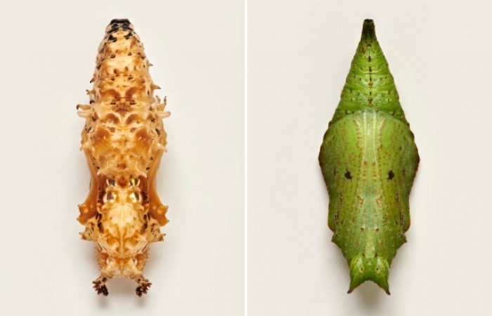 Фотограф показывает разнообразие странных, потусторонних и удивительных куколок бабочек (7 фото)
