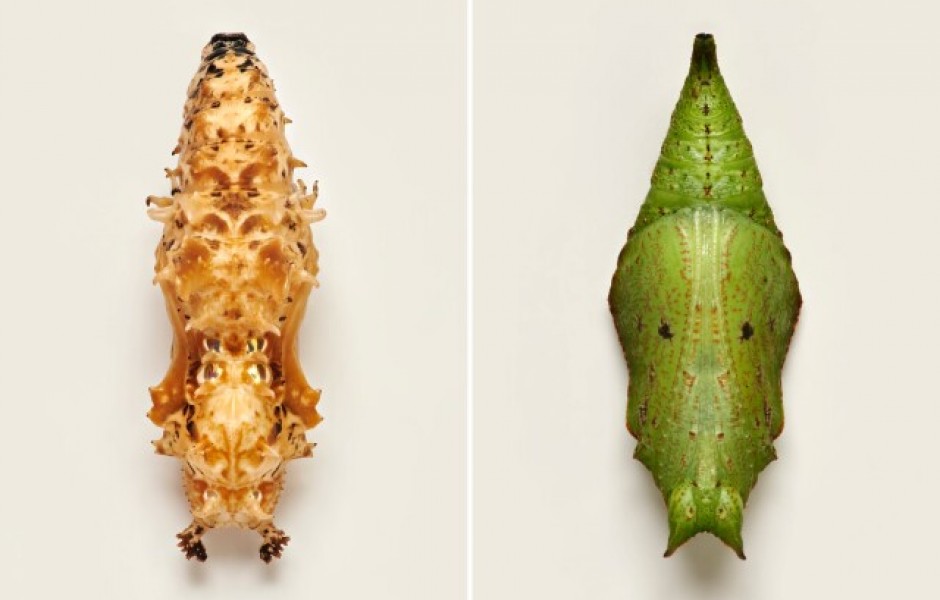 Фотограф показывает разнообразие странных, потусторонних и удивительных куколок бабочек (7 фото)