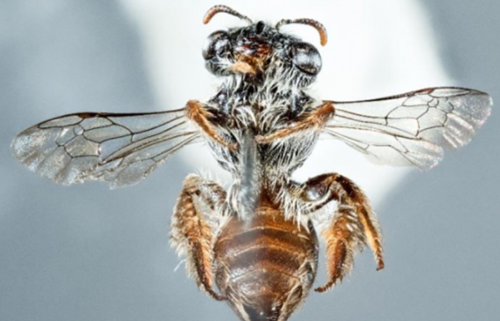 Ученые обнаружили новый вид пчел с мордой, похожей на собачью