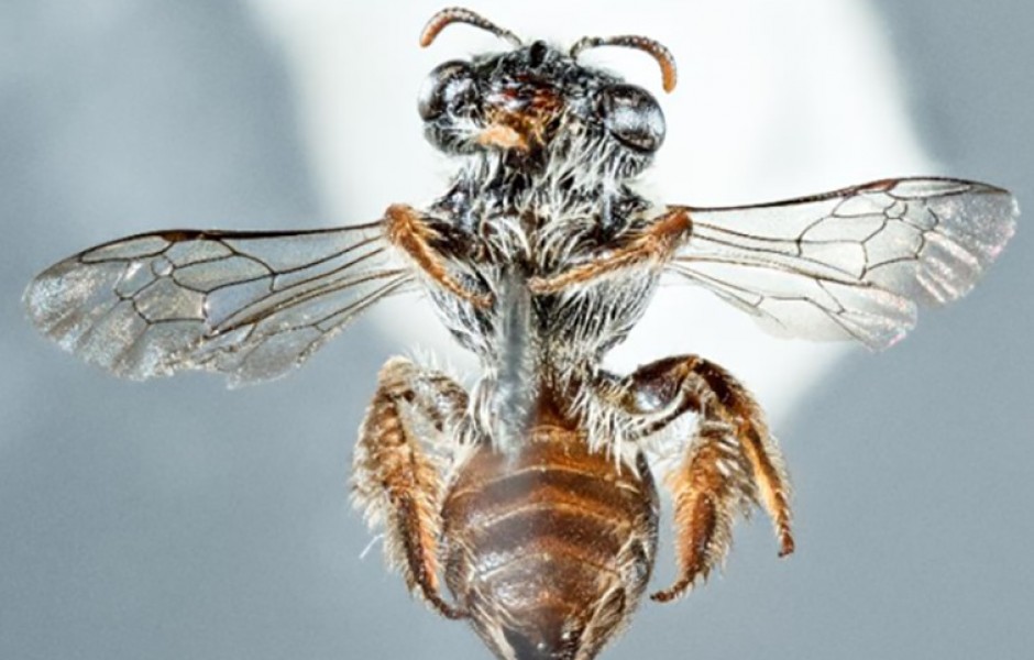 Ученые обнаружили новый вид пчел с мордой, похожей на собачью