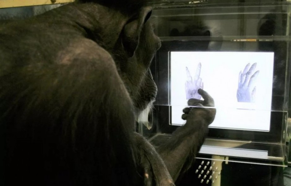 Шимпанзе могут играть в «Камень-ножницы-бумага» не хуже четырёхлетнего ребёнка
