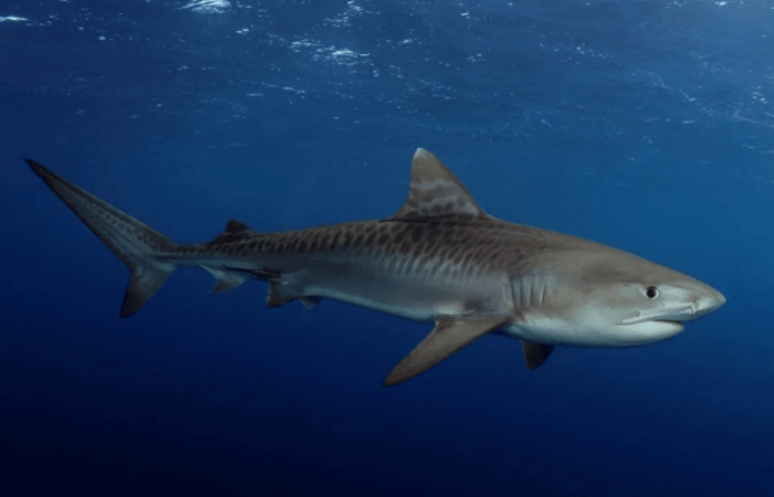 10 самых красивых акул в мире