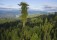 10 высочайших деревьев планеты
