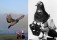 Как шпионили голуби, или Почему даже через 50 лет скрывают подробности суперсекретной программы ЦРУ