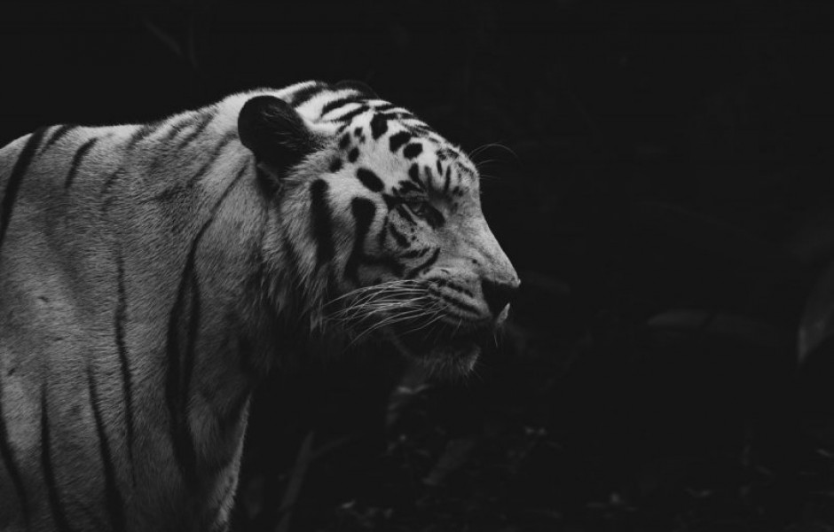 Все белые тигры, содержащиеся в неволе — родственники