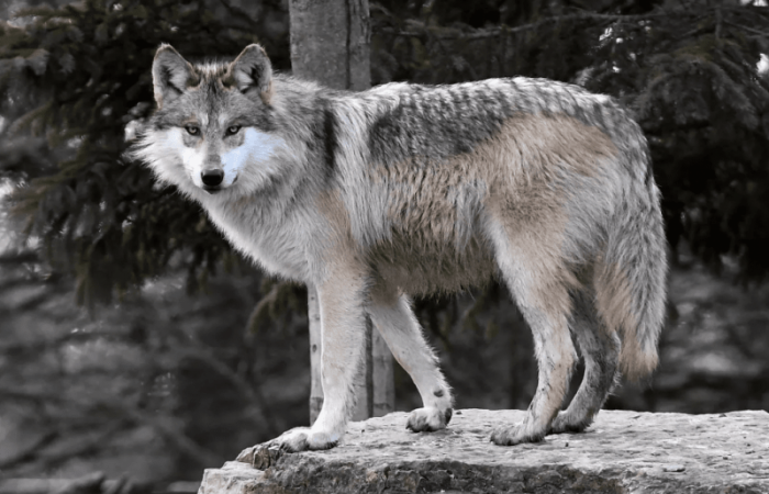 10 самых красивых видов волков в мире