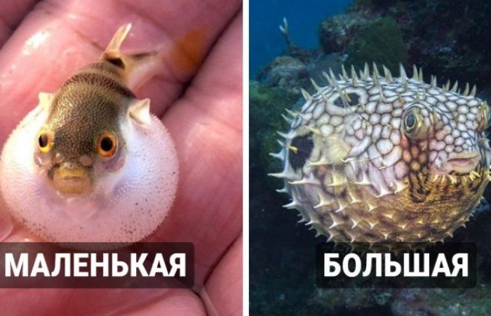 16 фотографий мальков разных видов рыб, которые удивят