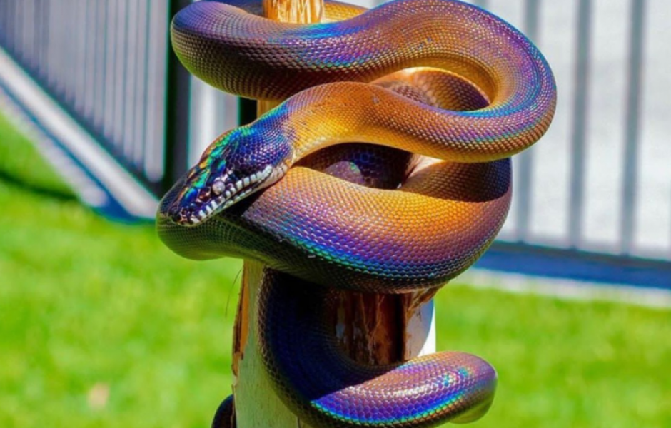 10 самых красивых змей в мире