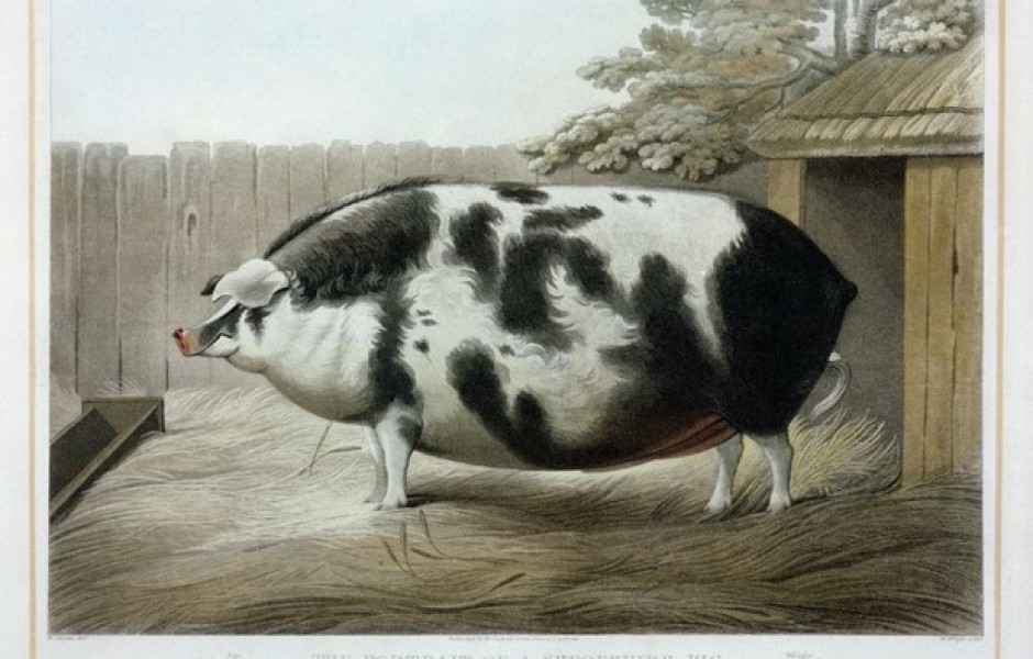 Почему в XIX веке фермеры заказывали парадные портреты своих толстых коров, свиней и овец (8 фото)