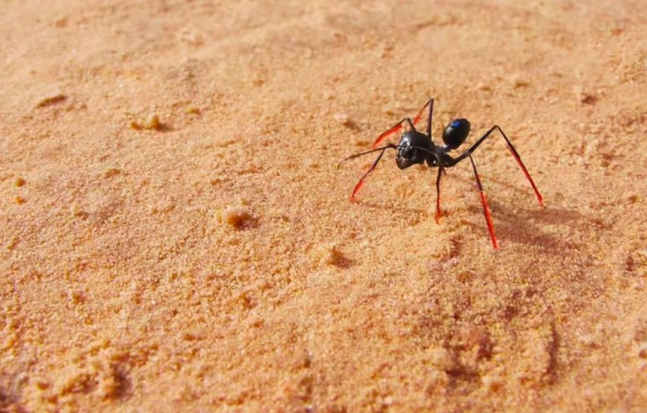 Зачем муравьям ходули