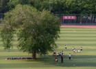 Дерево на футбольном поле в Китае