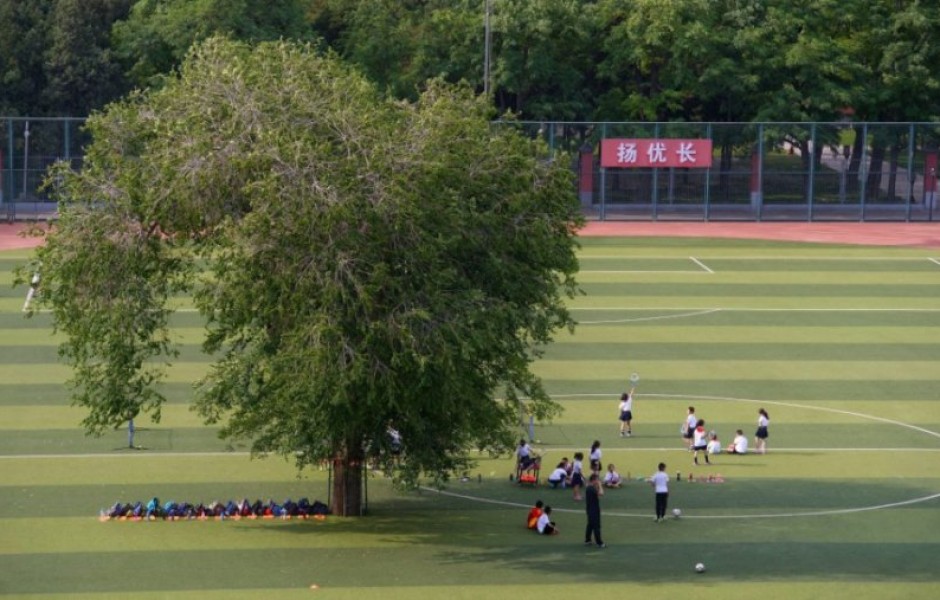 Дерево на футбольном поле в Китае