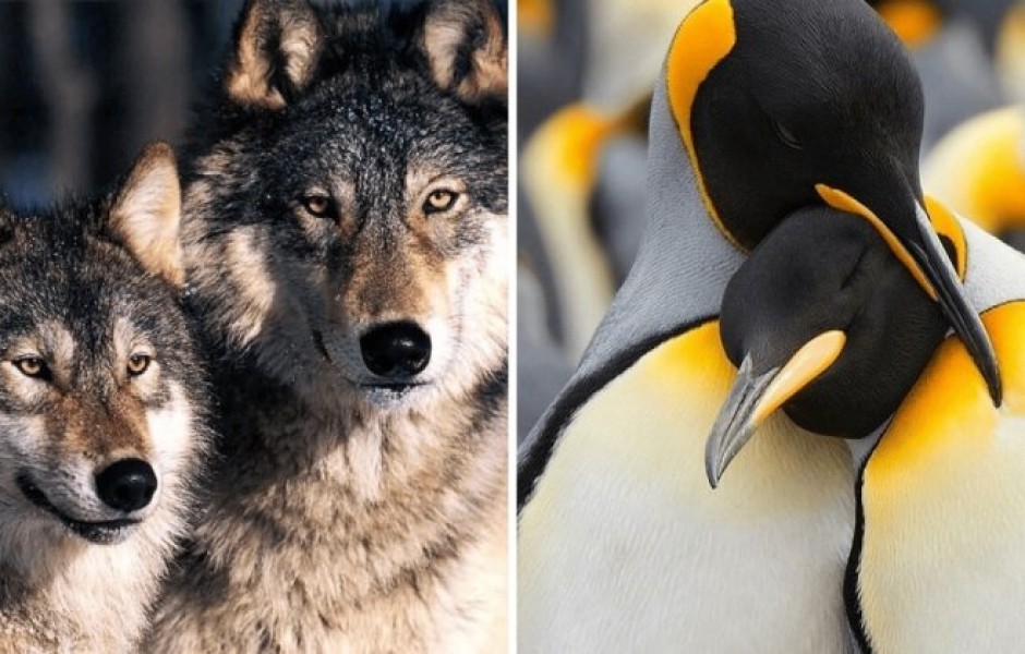 15 животных-романтиков, которые образуют пару раз и на всю жизнь
